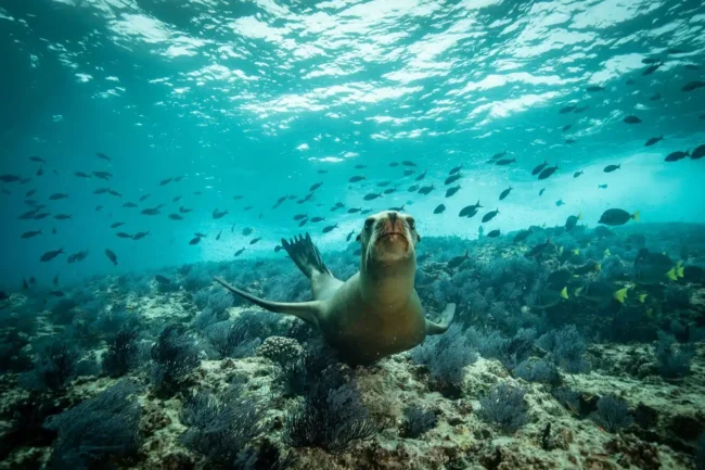 Sea lions in the sea of cortez