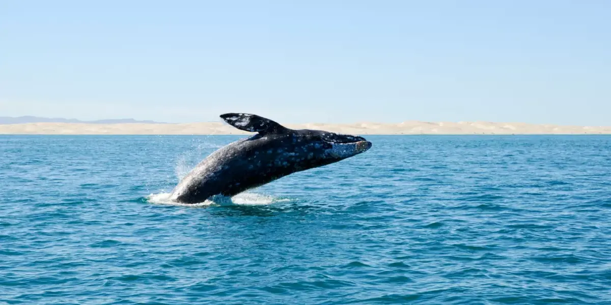 gray-whale-mexico_jan-dirk-hansen_shutterstock-scaled